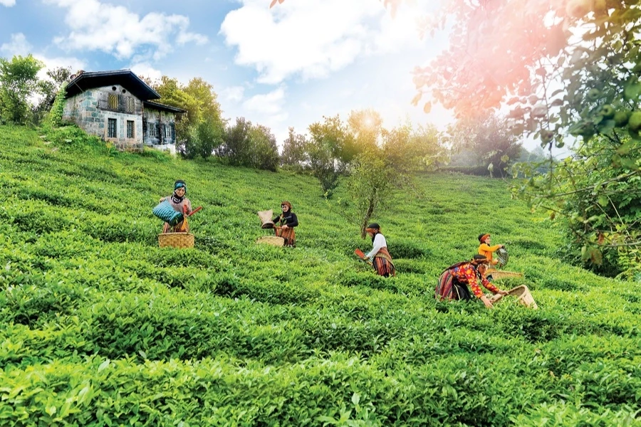 Çay topraklarına can suyu... Rize, Trabzon ve Artvin