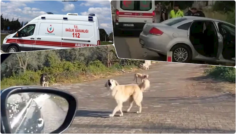 Ordu’da başıboş köpekler kazaya neden oldu