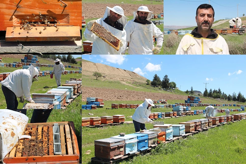Arıcılar bahar mesaisine başladı: Bal sezonundan umutlular