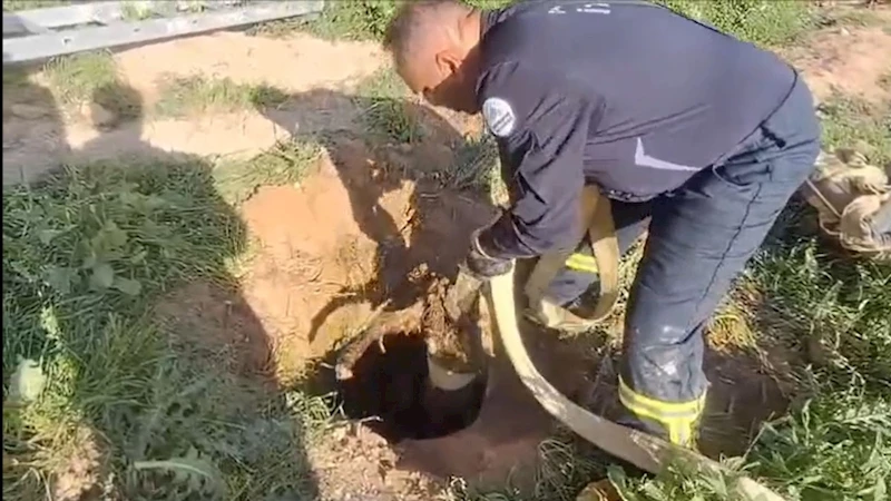 Adıyaman’da kanalizasyona düşen kuzu itfaiye ekiplerince kurtarıldı  - Videolu Haber