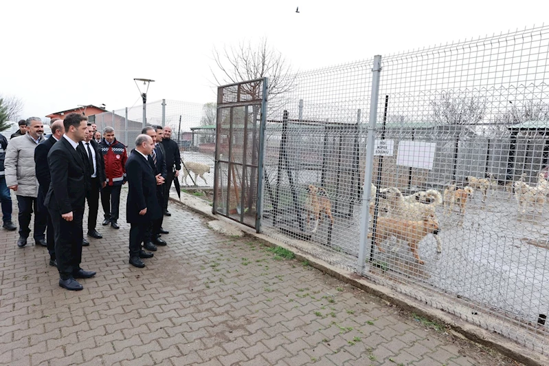 Bingöl’de sahipsiz hayvanlar için yeni adımlar