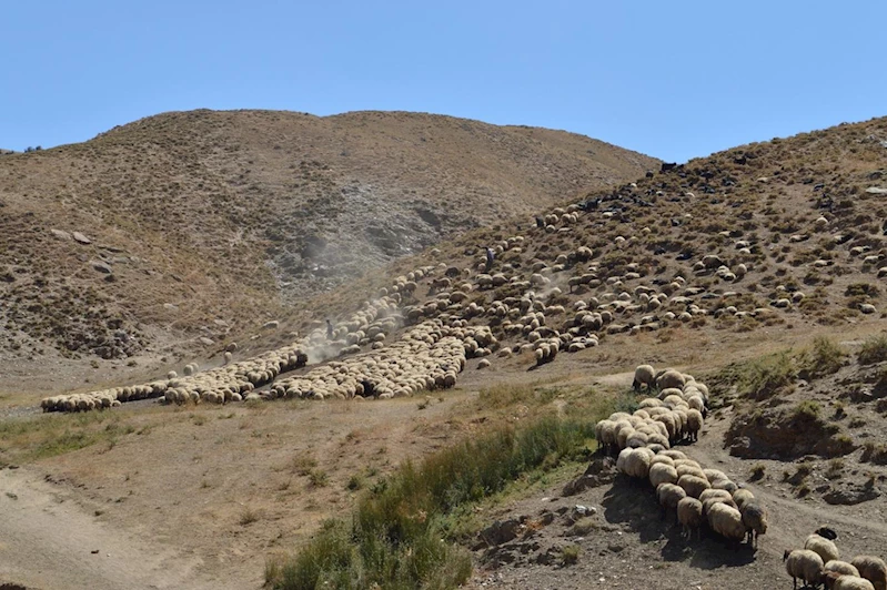 TİGEM 700 küçükbaş hayvanı açık artırmayla satışa sunacak