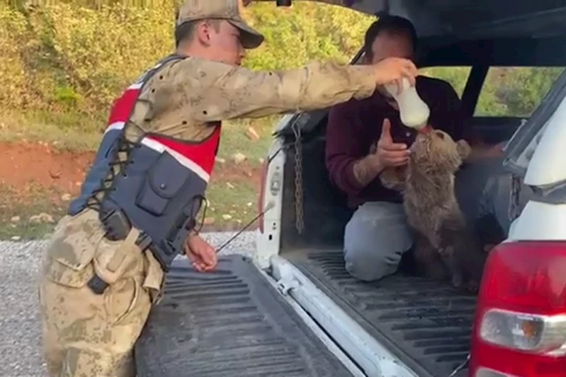 Siirt’te yaralı kızıl şahin koruma altına alındı, yavru ayı doğaya bırakıldı