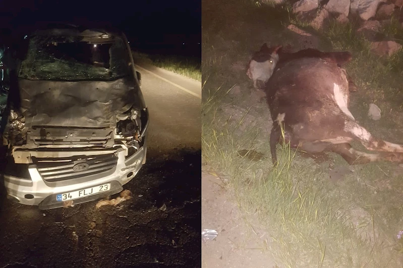 Araç ineklere çarptı