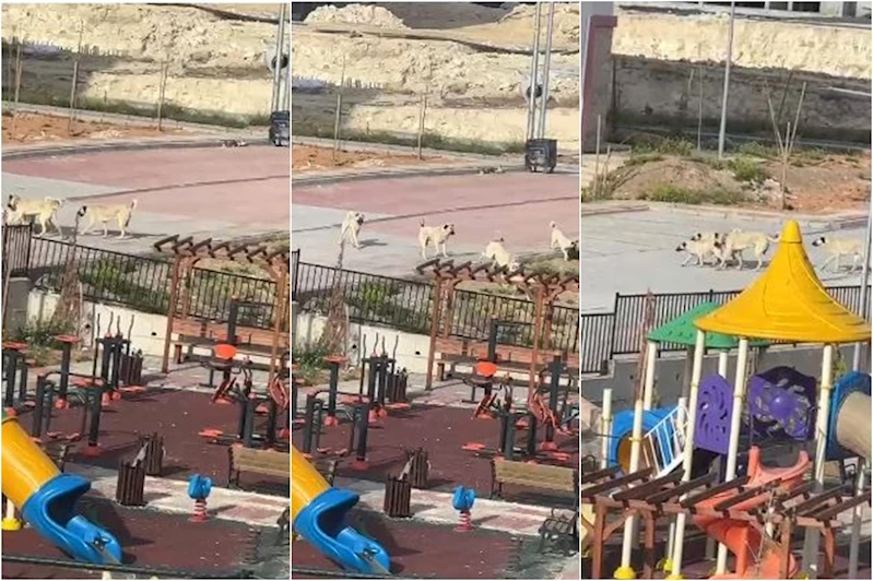 Birecik’te yeni TOKİ konutlarında sokak köpeği endişesi