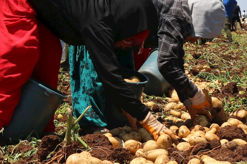 Zirai don etkisinin ardından turfanda patates sofralarda yerini aldı