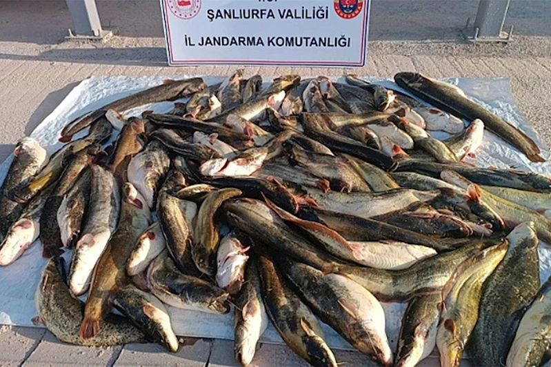Şanlıurfa’da kaçak balık avlayan şahsa 24 bin lira ceza kesildi