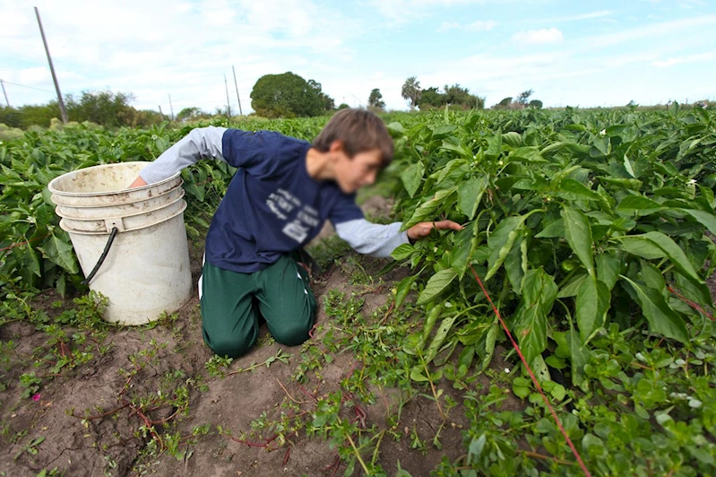 MEB, mevsimlik tarım işçisi ve göçer çocuklar için takip modülü geliştirdi