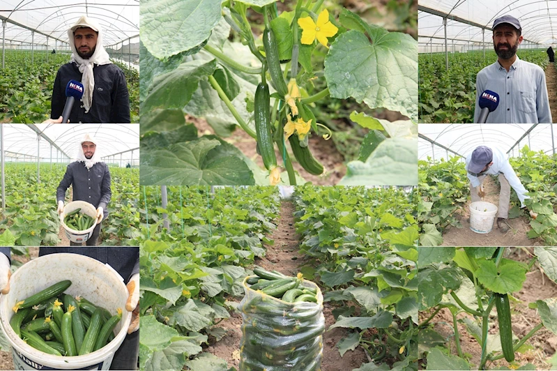 Batman’da seralarda salatalık hasadı başladı