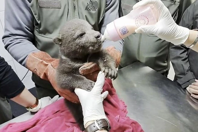 Orman işçilerinin bulduğu yavru ayı 