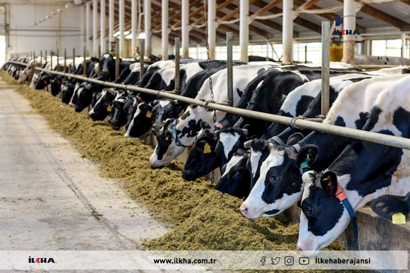 Hayvancılık destekleme başvuruları yarın başlıyor