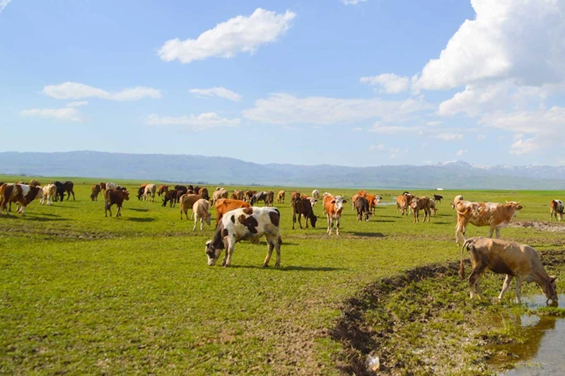 2024 yılı ikinci dönem hayvancılık destekleme başvuruları başladı