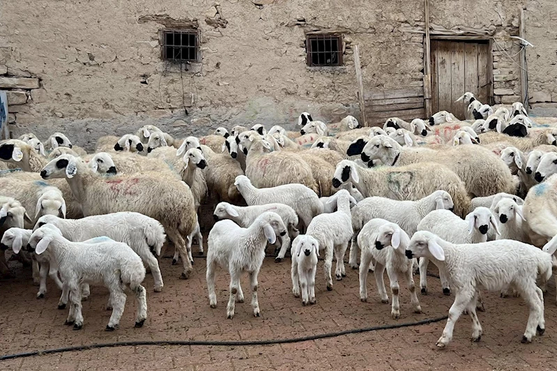 Kuzu ve oğlak desteği ikinci başvuru dönemi başladı