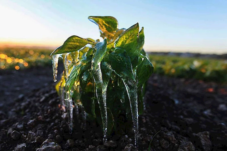 Meteorolojiden soğuk hava ve zirai don uyarısı