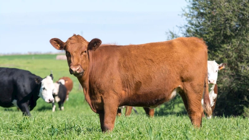 Veteriner Hekim Mustafa Yıldız: 