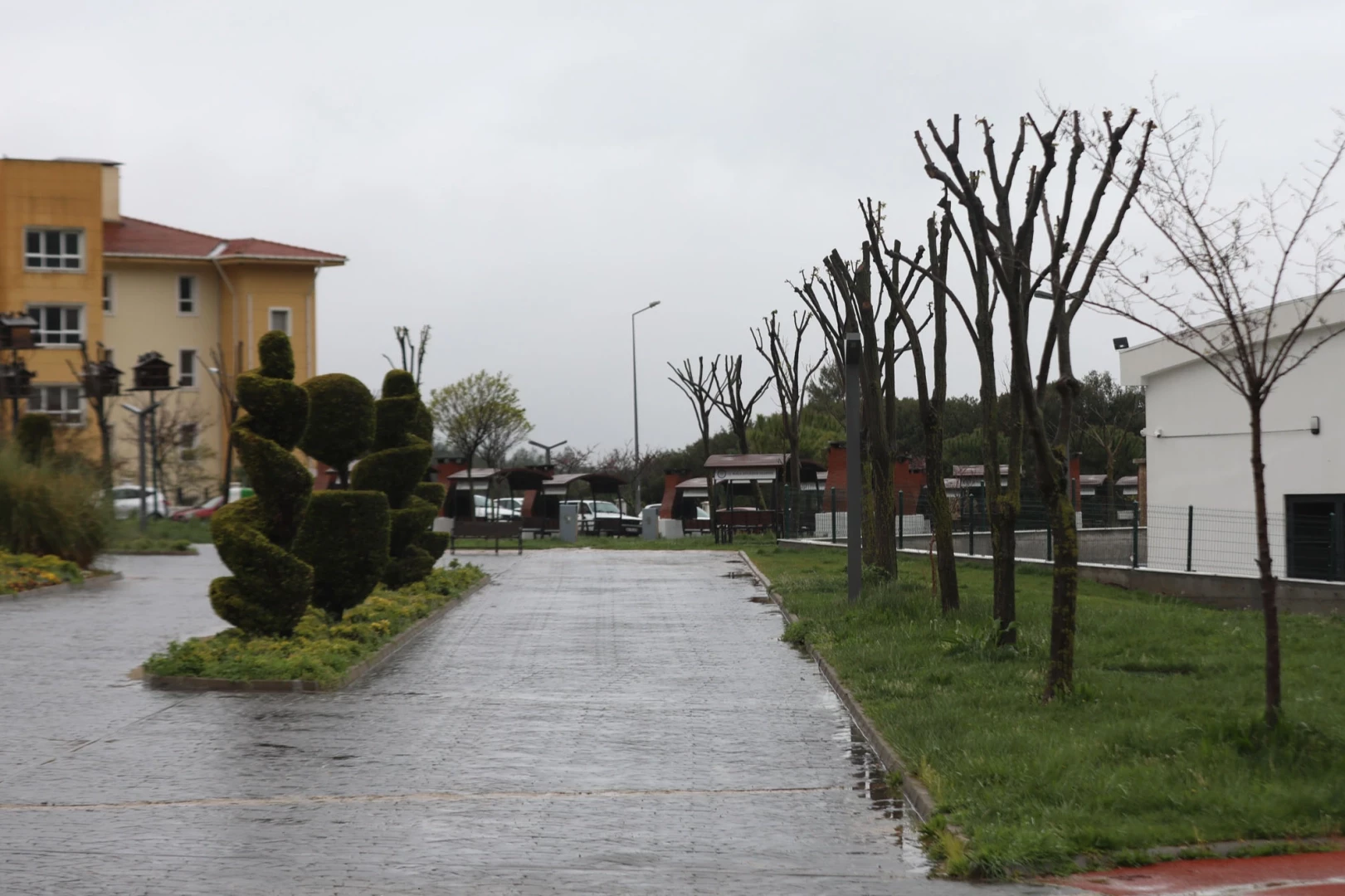 Muğla’da ağaçlara gençlik aşısı