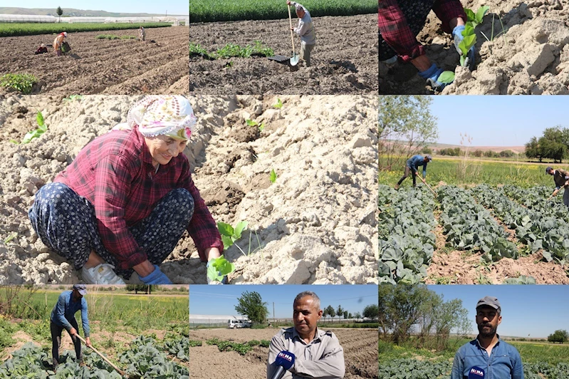 Çiftçiler: Toprak bereketli ama üretim maliyetleri çok yüksek