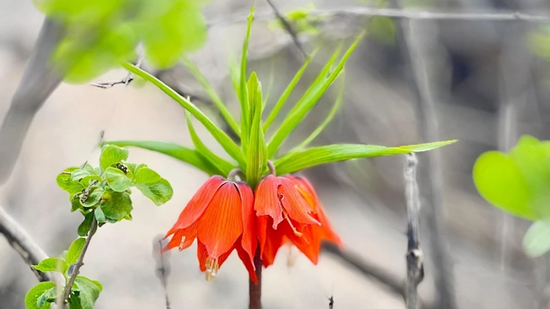 Adıyaman’ın ‘Ters Lale’leri büyülüyor: Doğanın sessiz mucizesi koruma bekliyor  - Videolu Haber
