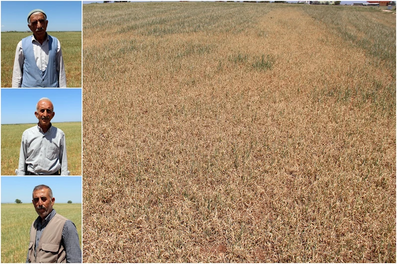 Çınarlı çiftçiler: Ekinlerimiz kurudu ne su var ne elektrik