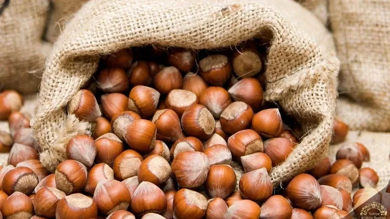 Dünya fındık üretim beklentileri açıklandı! Türkiye beklentileri moral bozdu