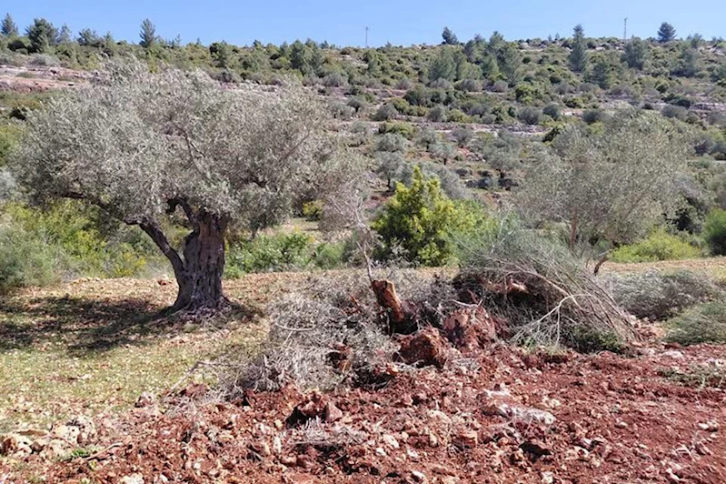 Yahudi çeteler Ramallah