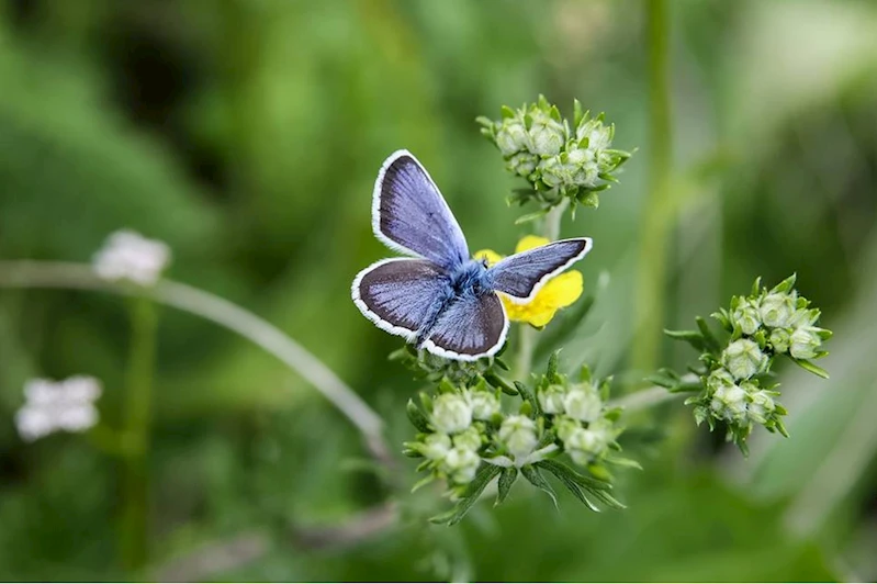 Kelebeklerin benzersiz havada 