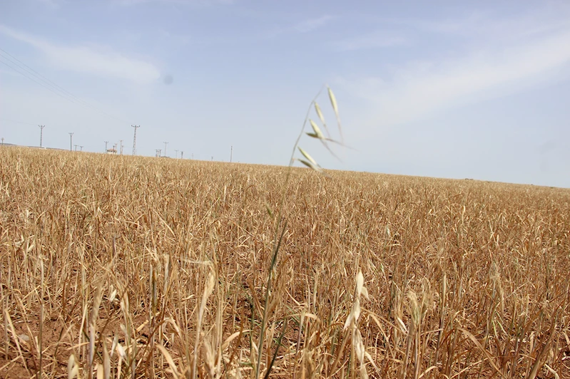 Kuraklık çiftçiyi vurdu: Verim sıfır, borçlar birikti, destek bekleniyor