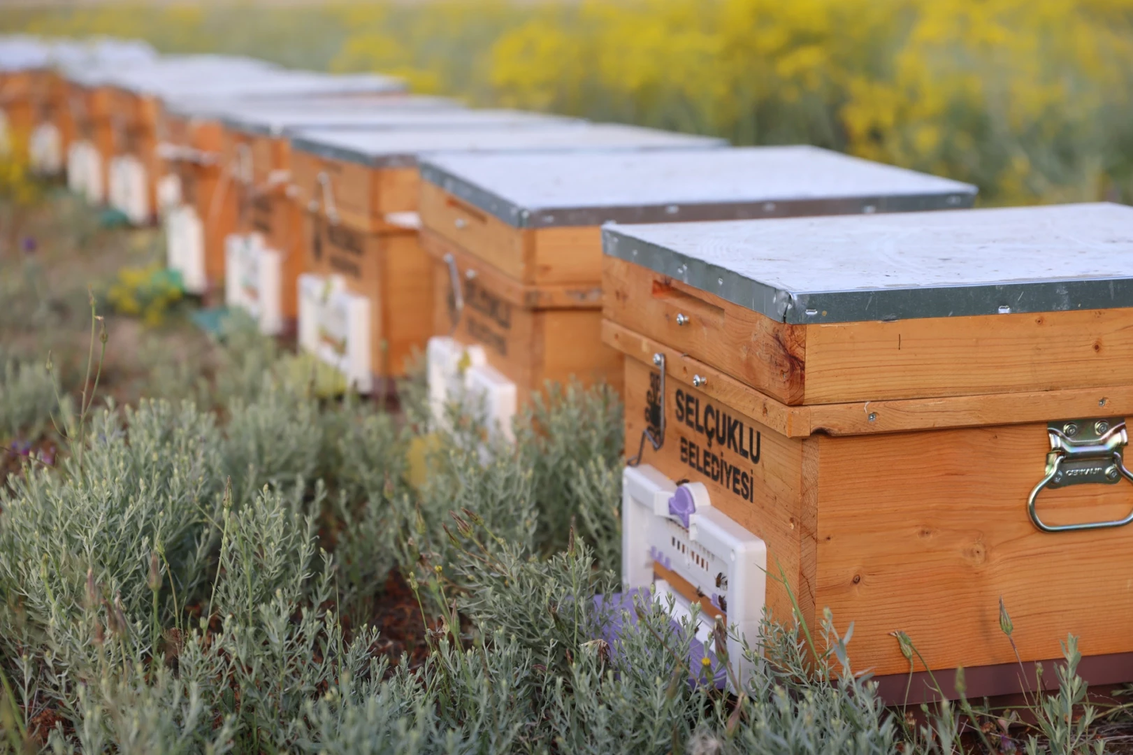 Konyalı çiftçilere hibeli arılı kovan desteği
