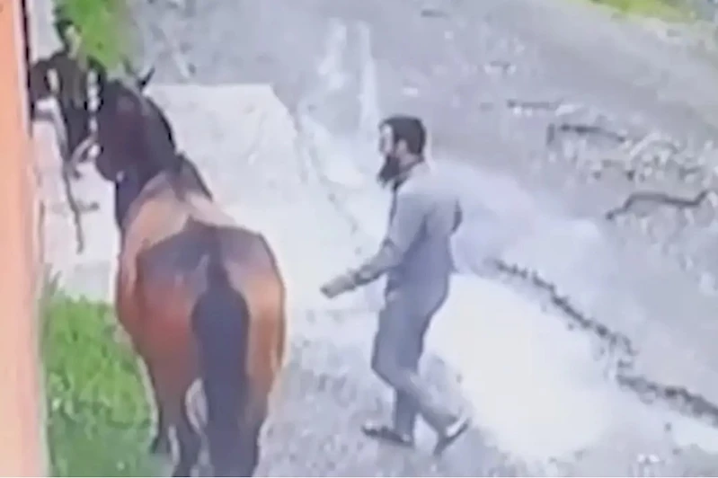 Satılan at, 10 km kat edip İnguşetya