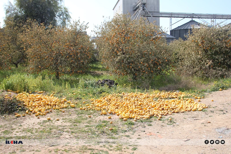 Tarımda çifte tehlike: Don ve hatalı ilaçlama