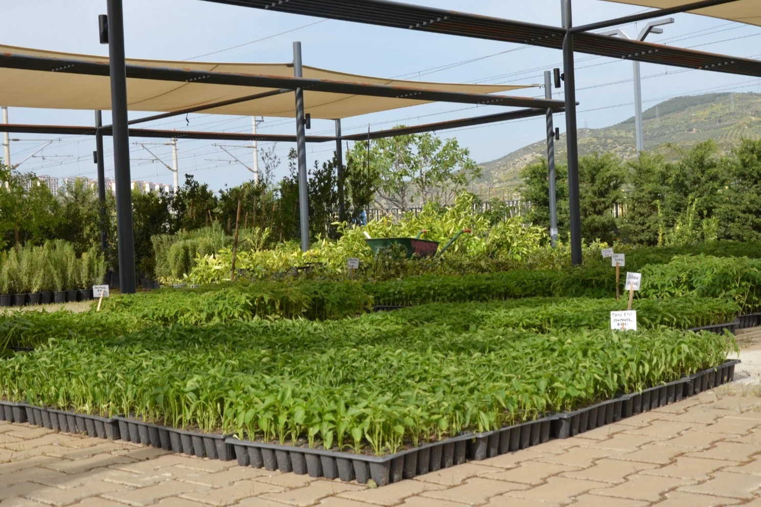 Efes Tarlası Yaşam Köyü’nde yerel tohumlarla üretim sürüyor