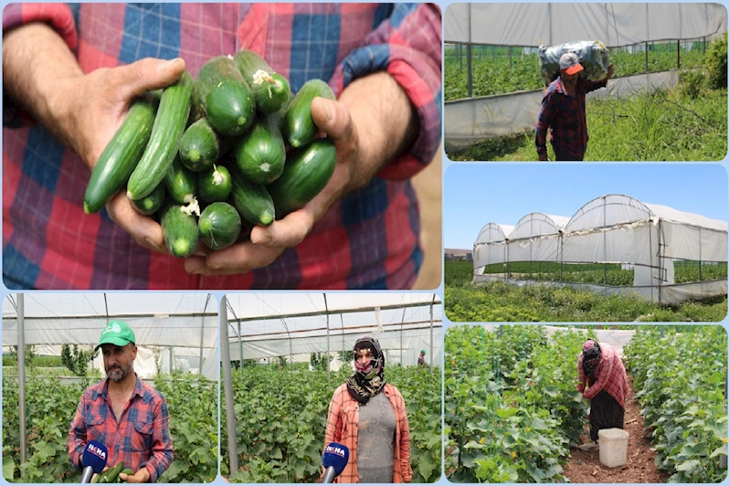 Salatalık fiyatlardan dert yanan çiftçiler: Emeğimizin karşılığını alamıyoruz