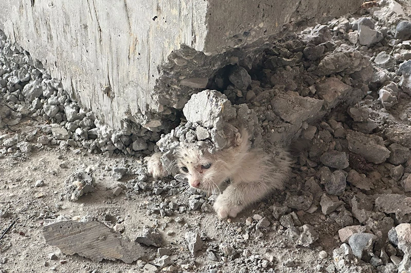 Şanlıurfa’da beton kalıbına sıkışan yavru kedi kurtarıldı