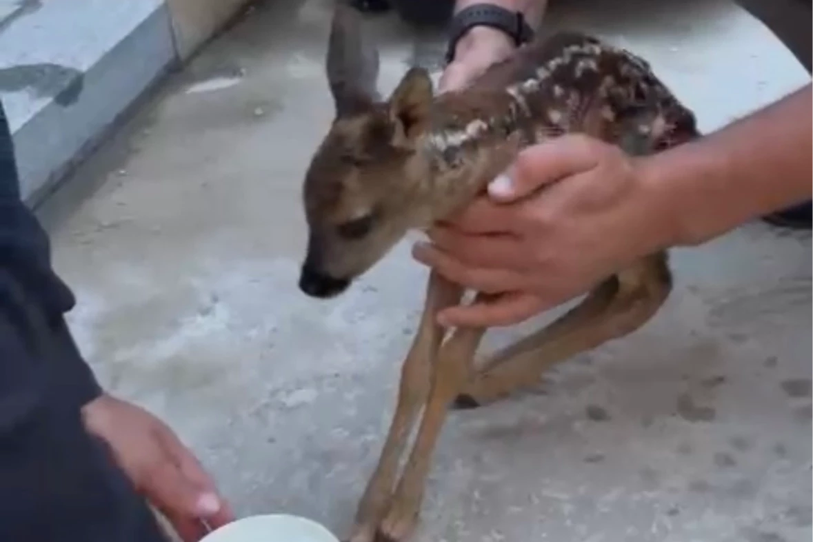 Düzce’de yavru karaca için kurtarma operasyonu