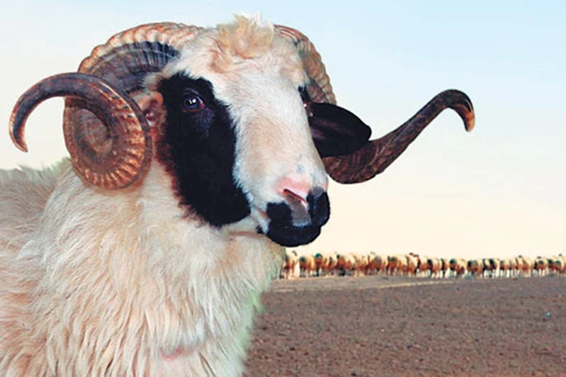 Kimler kurban kesmeli? Kurbanlıkta aranan özellikler neler olmalı?