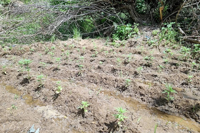 Bingöl’de 330 kök kenevir ele geçirildi