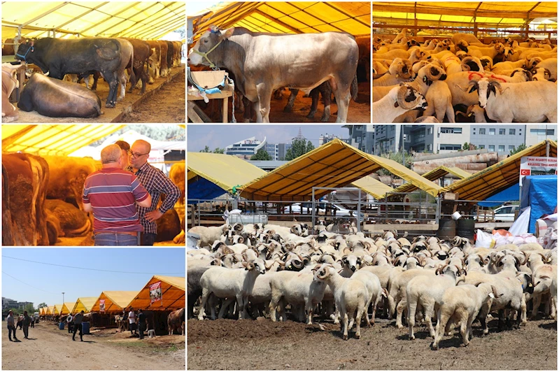 Besicilerden kurbanlık alacaklara 