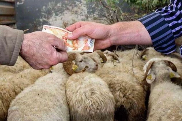 Kurbanlıklar yüzde 25 arttı... TZOB