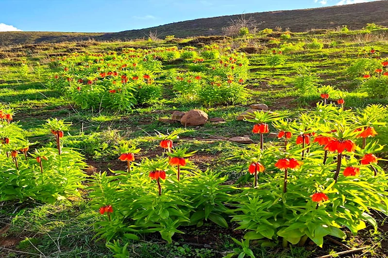 Bingöl’de ters laleler görsel şölen sunuyor