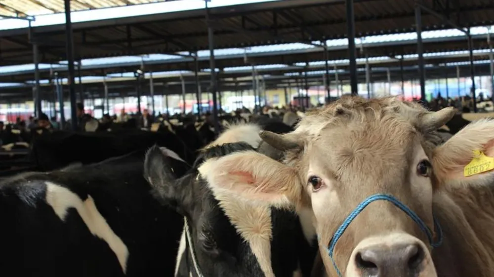  Pazarlıklar kızıştı: İşte il il 2025 kurbanlık fiyatları