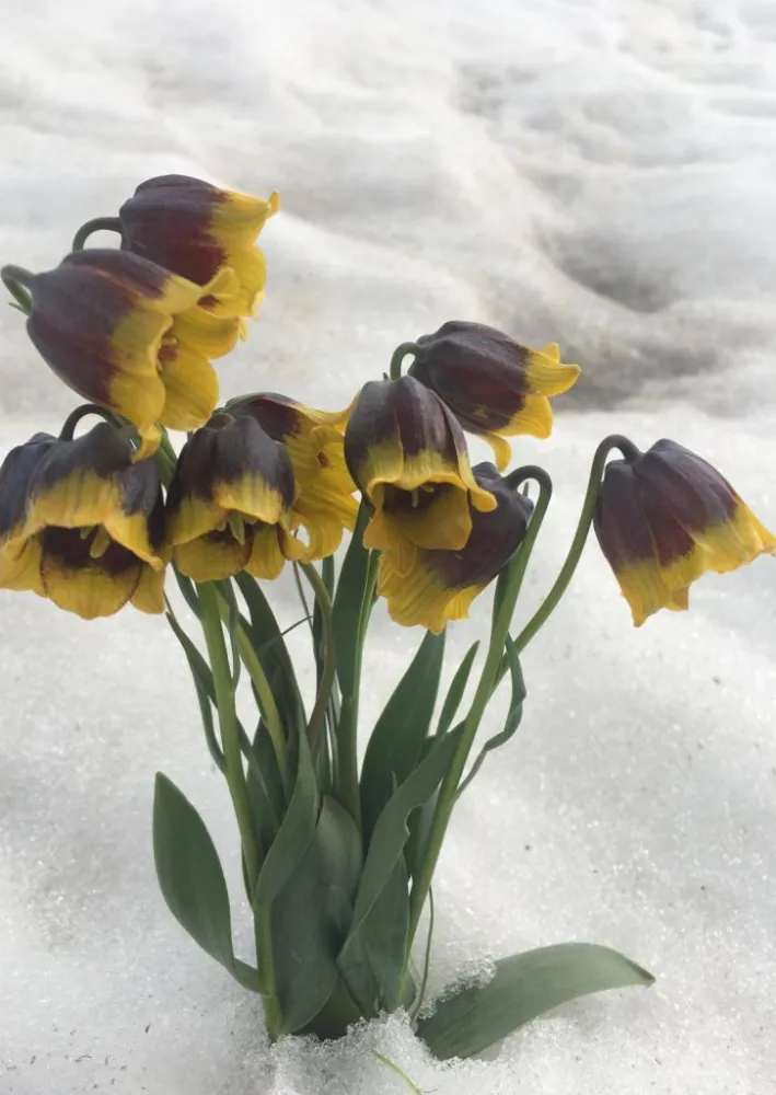 Ters Lale Sadece Bir Çiçek Değil, Bizim Kimliğimiz