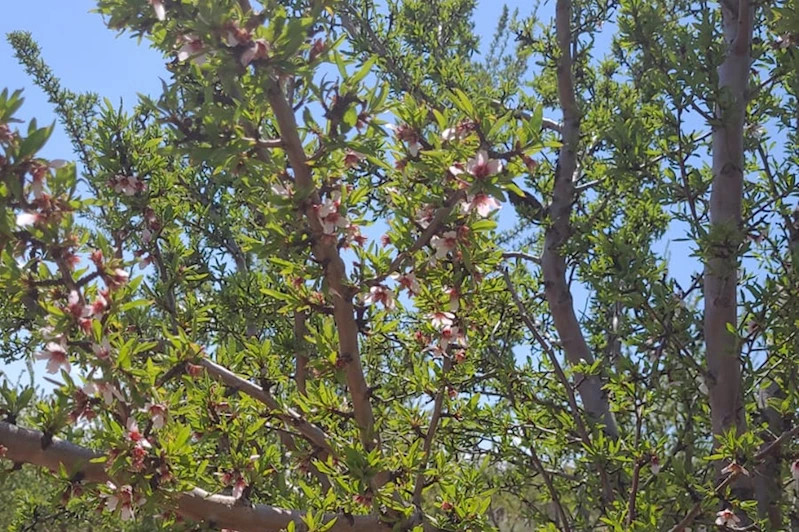 Donun vurduğu Malatya’da badem ağaçları çiçek açtı