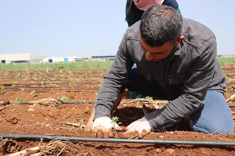 Şanlıurfa’da ata tohumları toprakla buluşturuldu