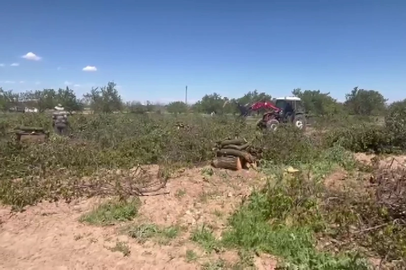 Zirai dondan etkilenen kayısı ağaçları odun fiyatına satılıyor  