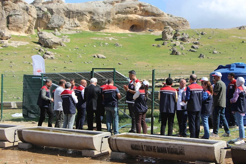Mardin’de “Mera Islah Projeleri” sayesinde 85 bin hayvanın ihtiyacı karşılanacak