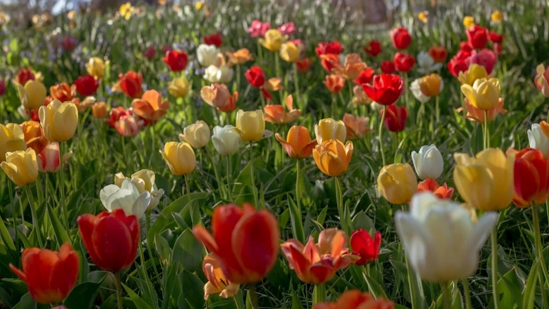 Hıdırellez Nedir? Neden Kutlanır?: Umutları, duaları ve kültürel belleği bir araya getiren binlerce yıllık gelenek 