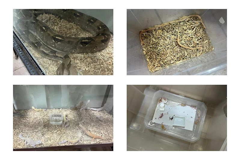 Bursa’da kaçak egzotik hayvanlar ele geçirildi