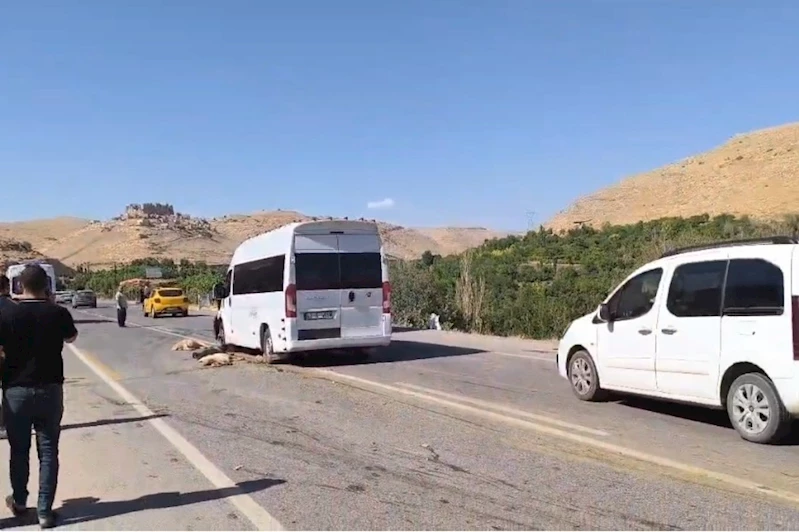 Minibüs koyun sürüsüne çarptı: 13 küçükbaş hayvan telef oldu