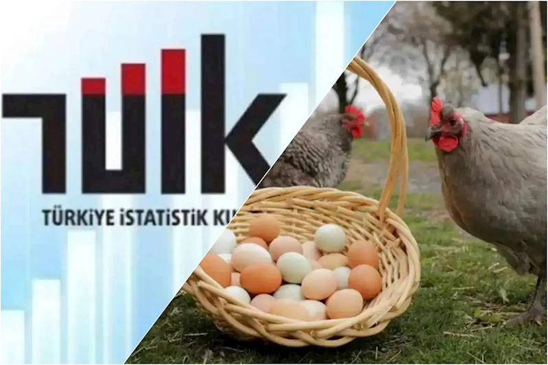 TÜİK: Tavuk eti üretimi arttı, yumurta üretimi azaldı
