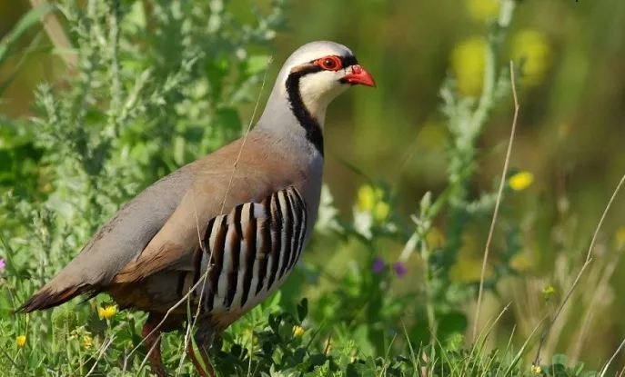 Keneyle Mücadelede Yeni Dönem: Keklik ve Sülün Avına 3 Yıl Yasak
